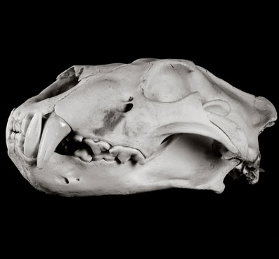 Cranio di leone (Panthera leo)